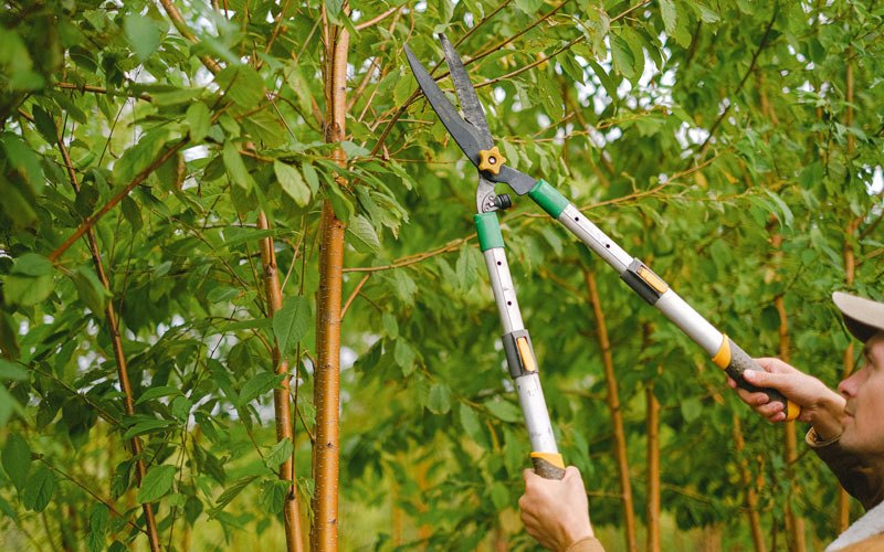 Tree trimming in Noti, OR